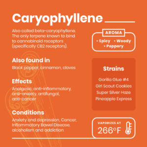 Caryophyllene infograph