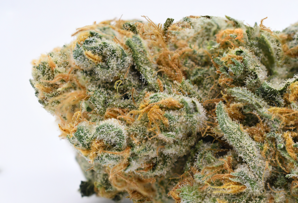 Crunch Berries weed grown by Pure Options