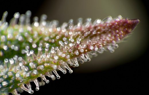 Cannabis leaf covered in glistening trichomes, showcasing the plant's resin glands in sharp, detailed focus