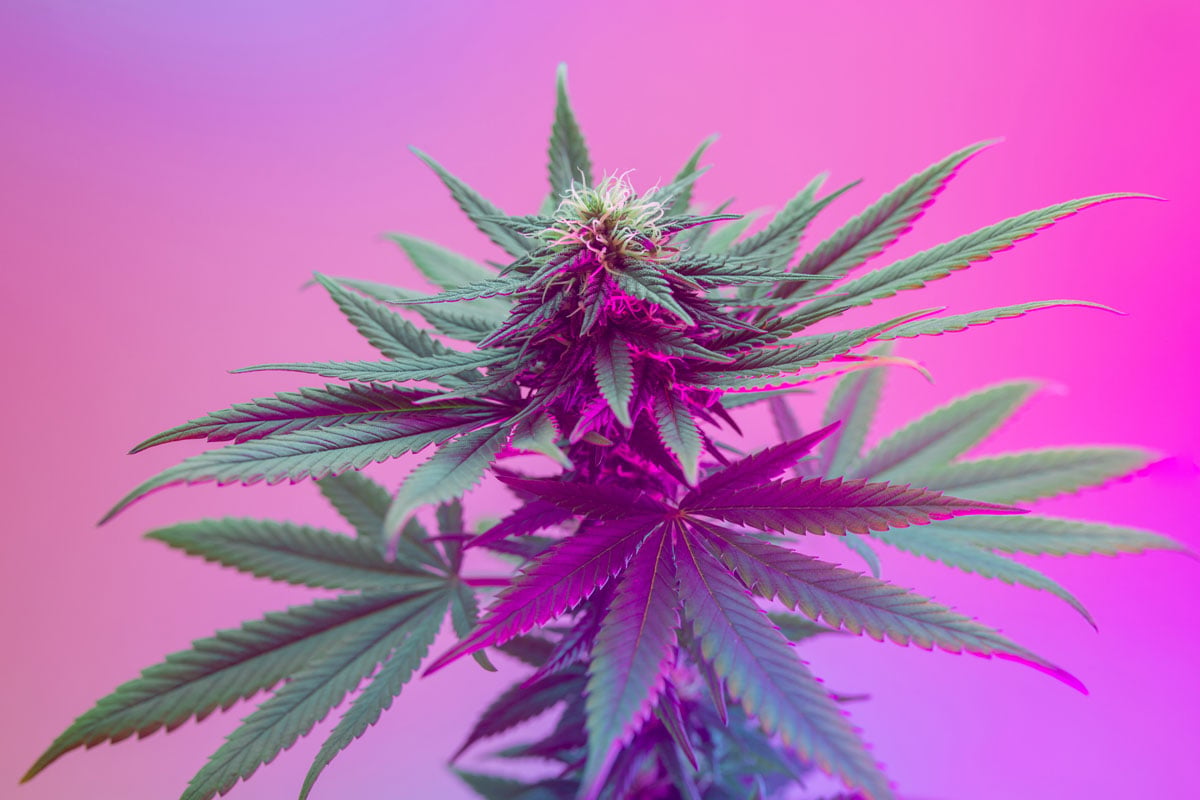Discover Pro Gro Michigan craft cannabis at Pure Options. Learn what makes this trusted flower brand stand out.