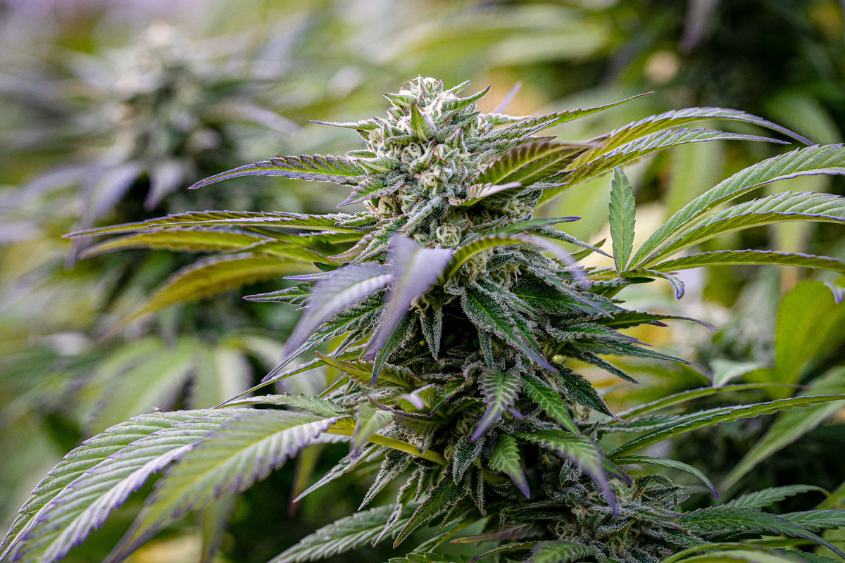 As demand for Michigan-grown cannabis increased, Pro Gro scaled thoughtfully. Growth never came at the expense of quality.